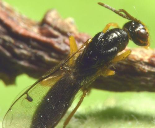Megastigmus sp.